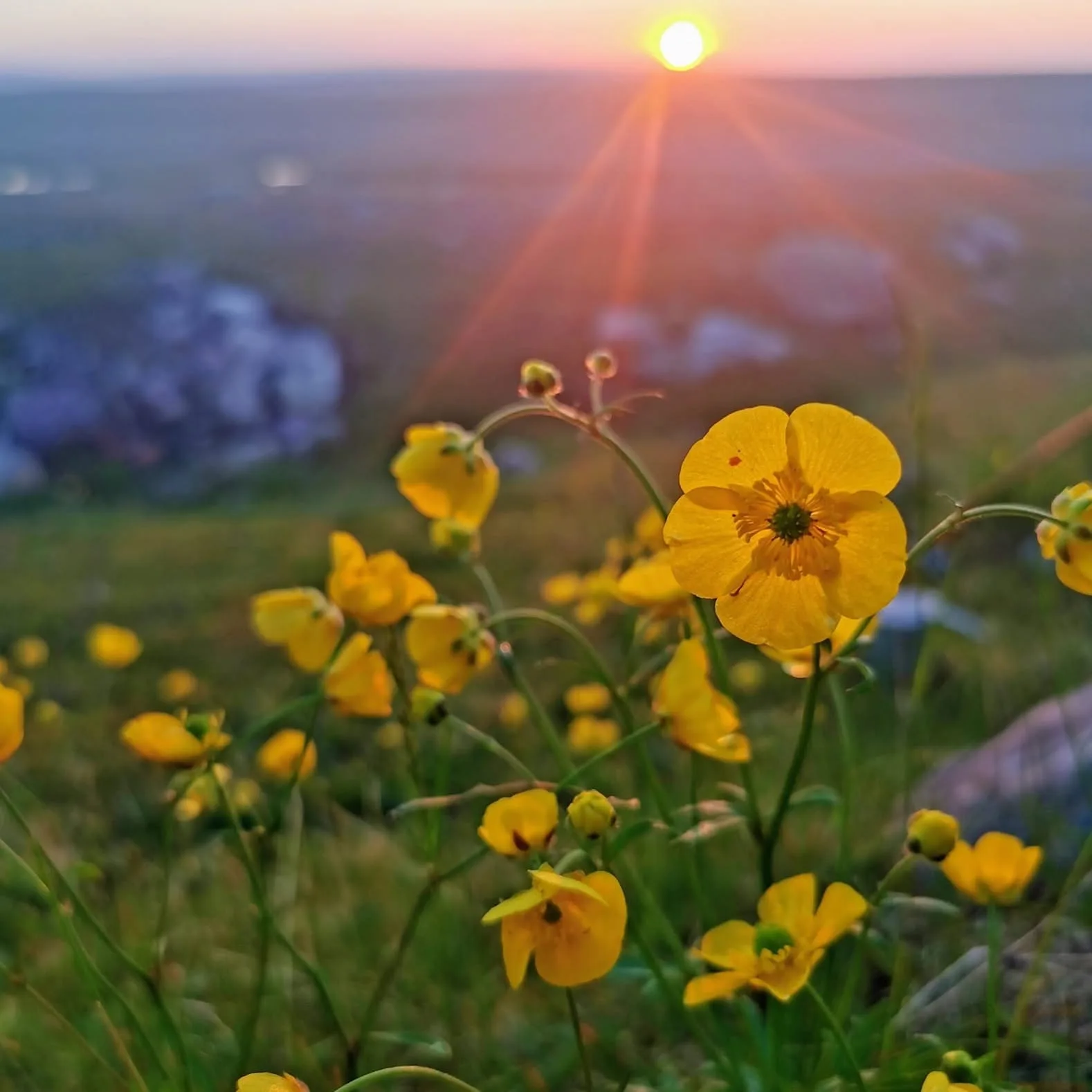 Gule blomster i midnattssol